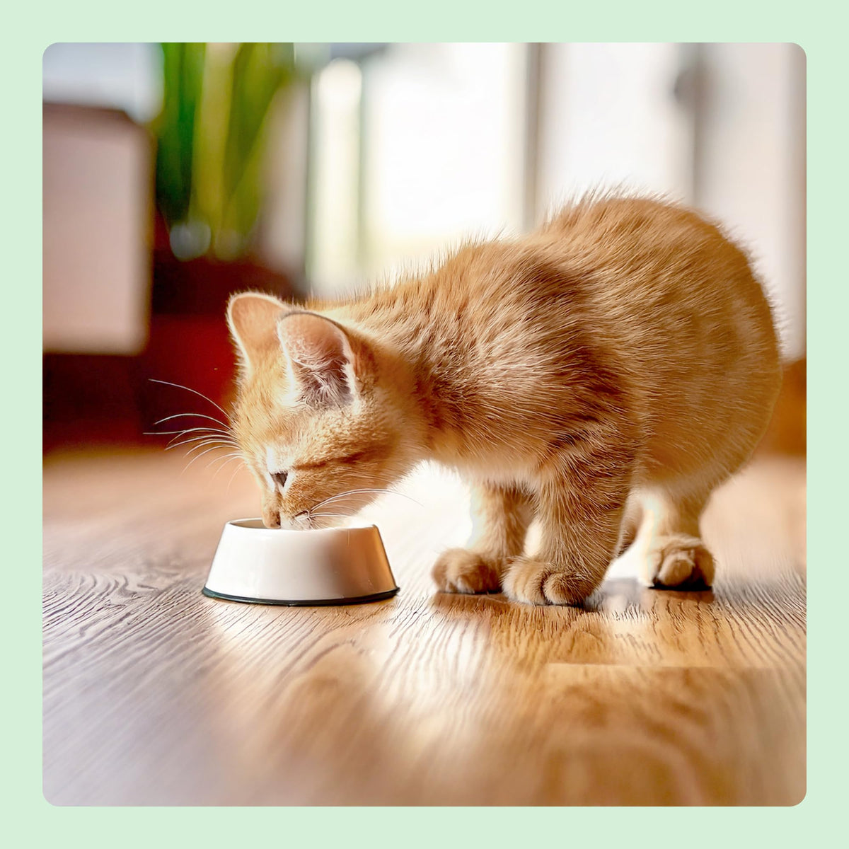 by Amazon Dry Cat Food for Adult Cats, Grainfree Recipe with Fresh Salmon, 1 Pack of 3kg (Previously a Lifelong brand, same product)