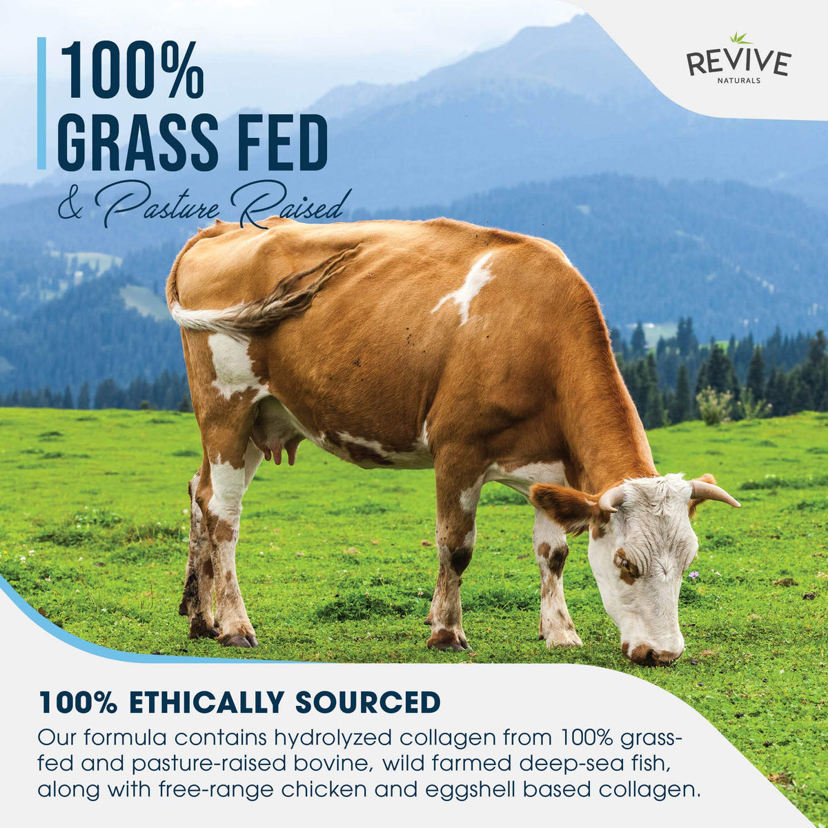 Multi Collagen Protein Powder 400g - Types I, II, III, V & X - Hydrolyzed Grass Fed Bovine, Wild Caught Fish, & Free-Range Chicken & Eggshell Collagen by Revive Naturals