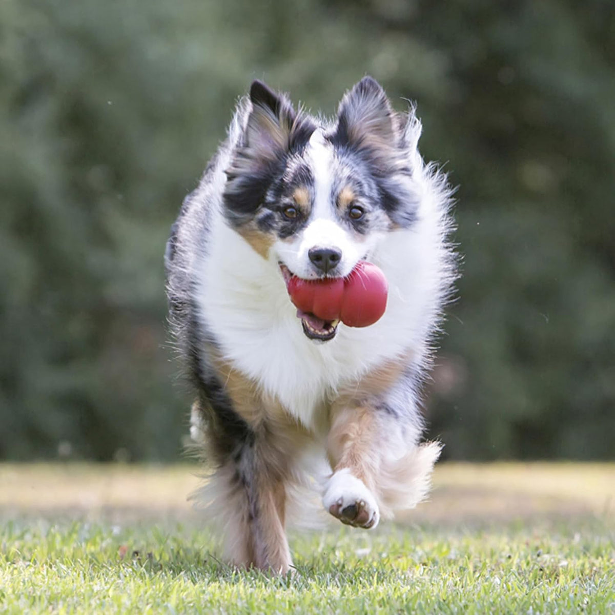 KONG Classic Stuffable Dog Toy, For Medium Dogs