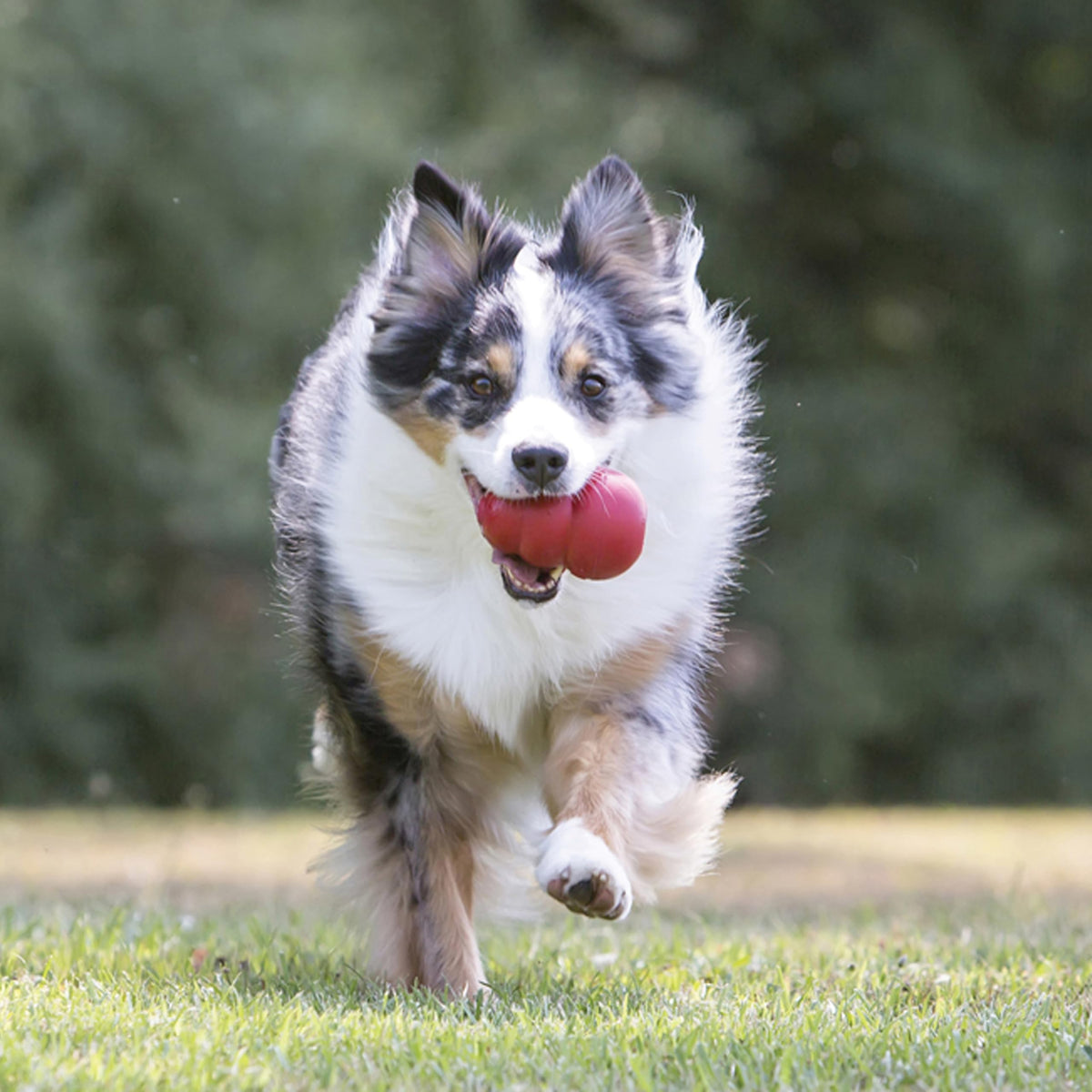 KONG Classic Stuffable Dog Toy, For Medium Dogs