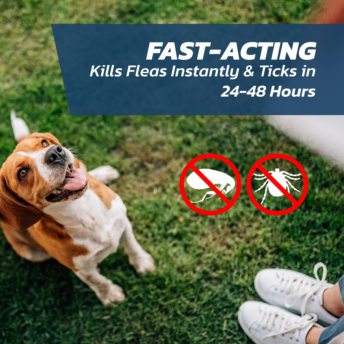 Dog Flea Treatment Small Dog x 6 - Spot on Flea Treatment for Dogs Small 2-10kg - FleaSolve Flea & Tick Solution - 6 x Pipettes - 6 x Doses