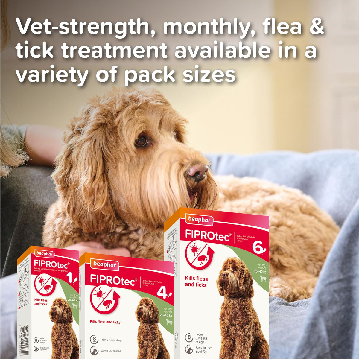 Beaphar - FIPROtec Spot-On Flea & Tick Treatment for Medium Dogs 10-20kg - 6 Pipettes - Kills Fleas & Ticks – Veterinary Medicine - Easy to Apply Monthly - Suitable for Dogs & Puppies from 8 Weeks