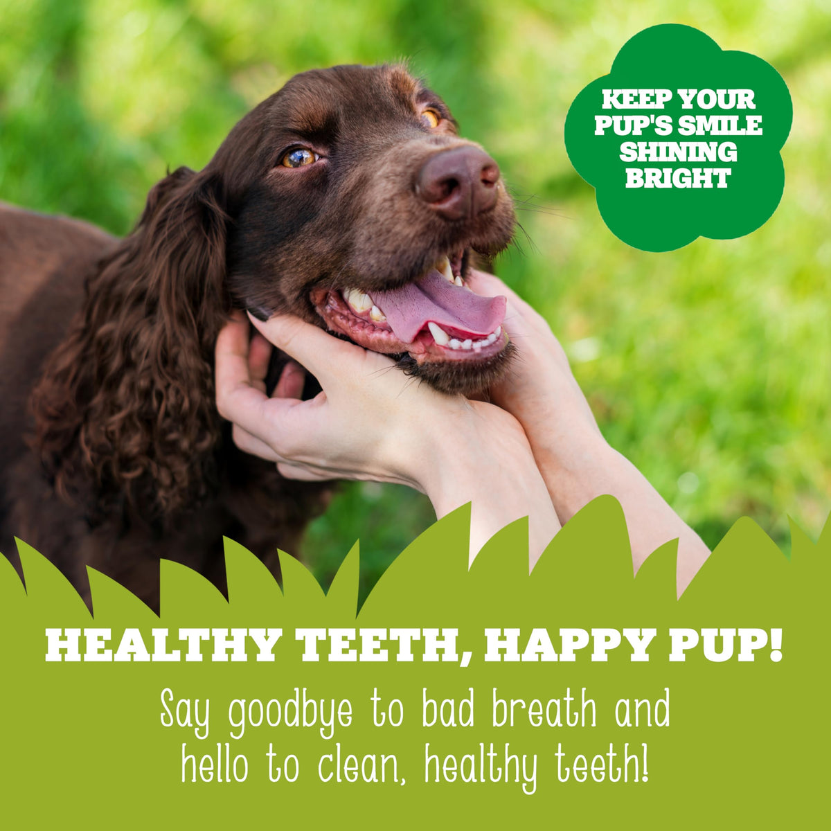 Soopa Carrot & Pumpkin Dog Dental Sticks, Chews to Clean Teeth, 100 g, 1-Pk