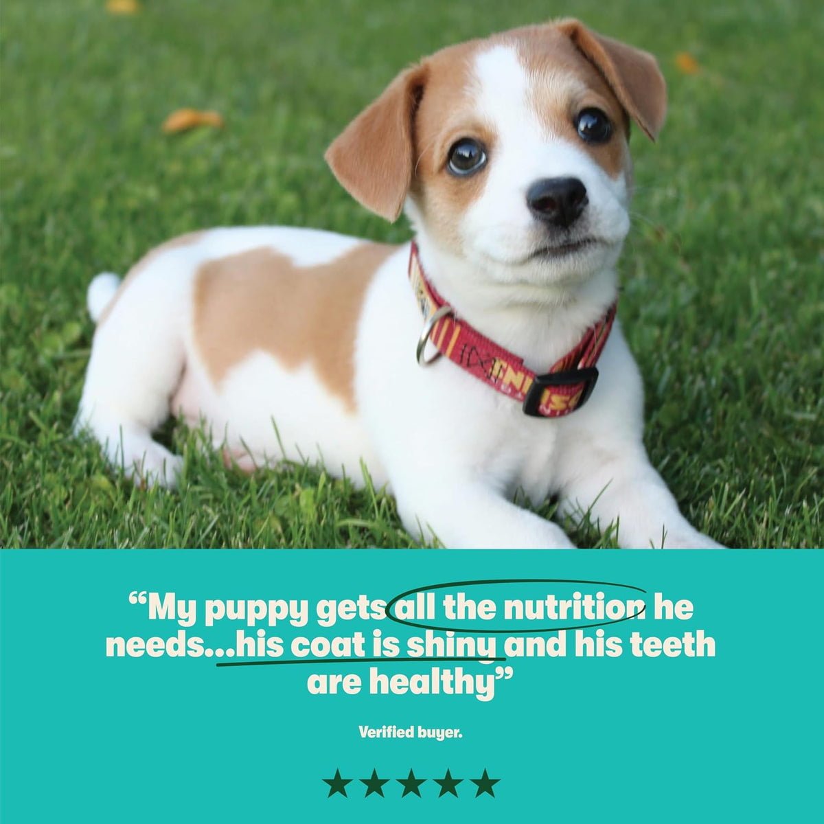 Harringtons Complete Dry Puppy Food Turkey & Rice 10kg