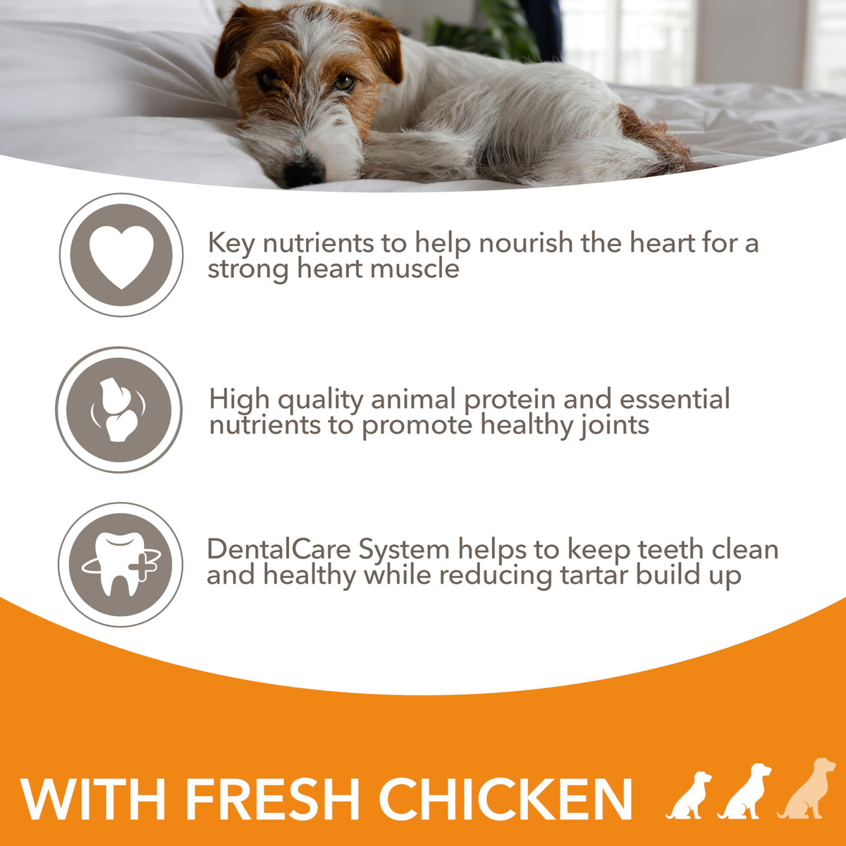 IAMS Senior Small Medium Complete Dry Dog Food Chicken 3kg - With DentalCare System
