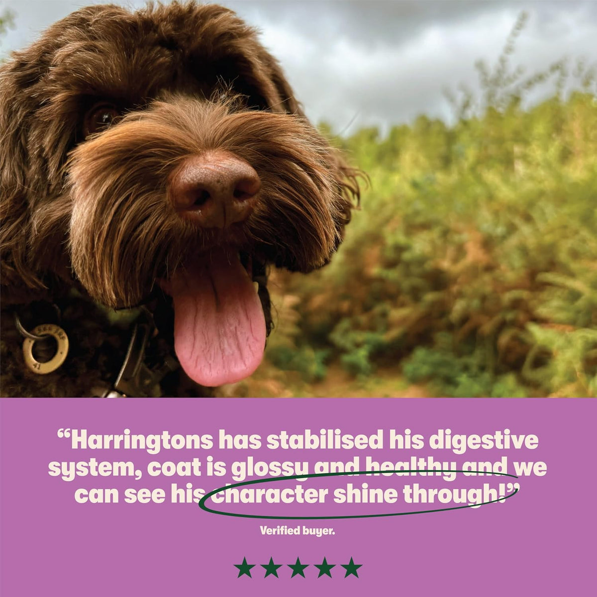 Harringtons Complete Dry Adult Dog Food Lamb & Rice 15kg