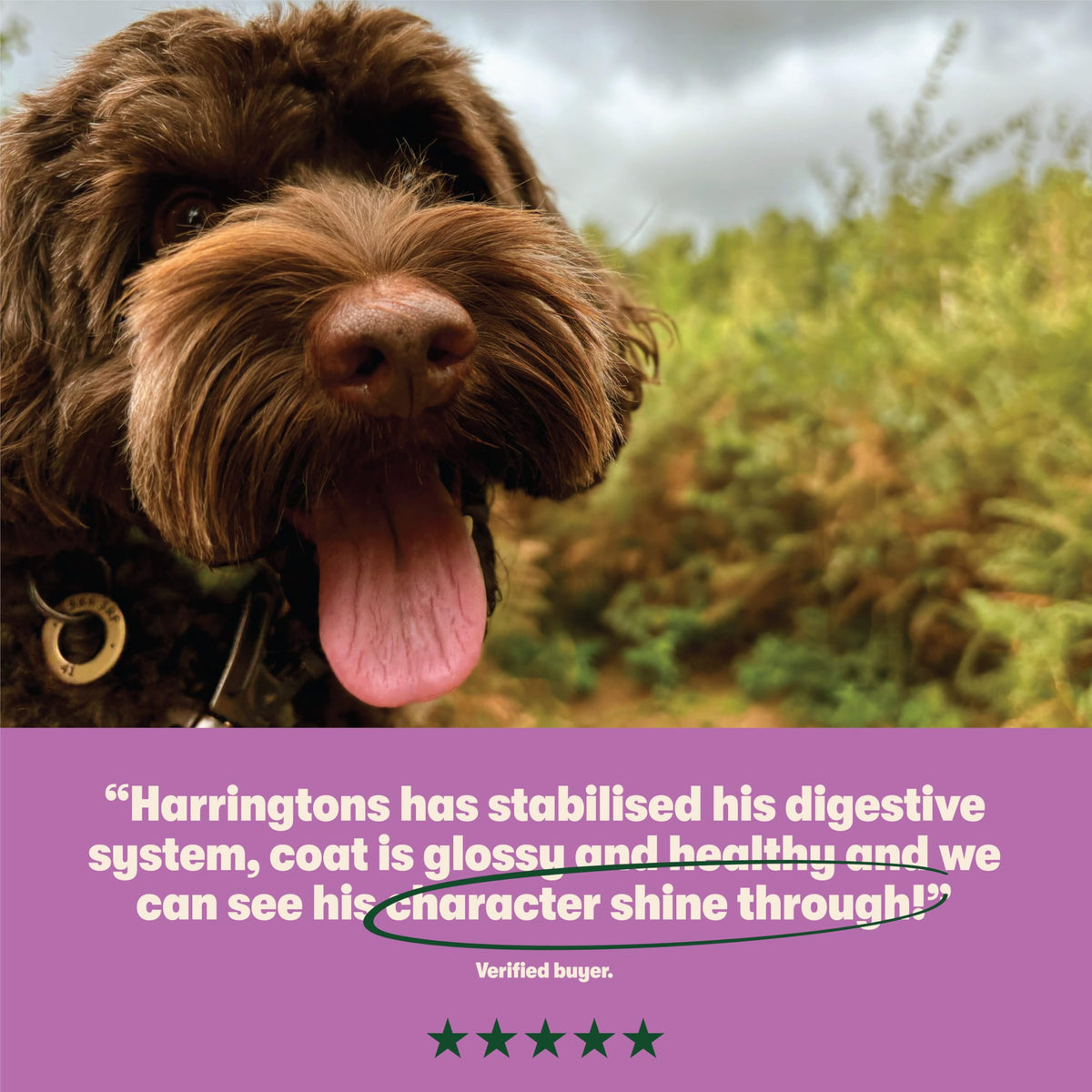 Harringtons Complete Dry Adult Dog Food Lamb & Rice 15kg