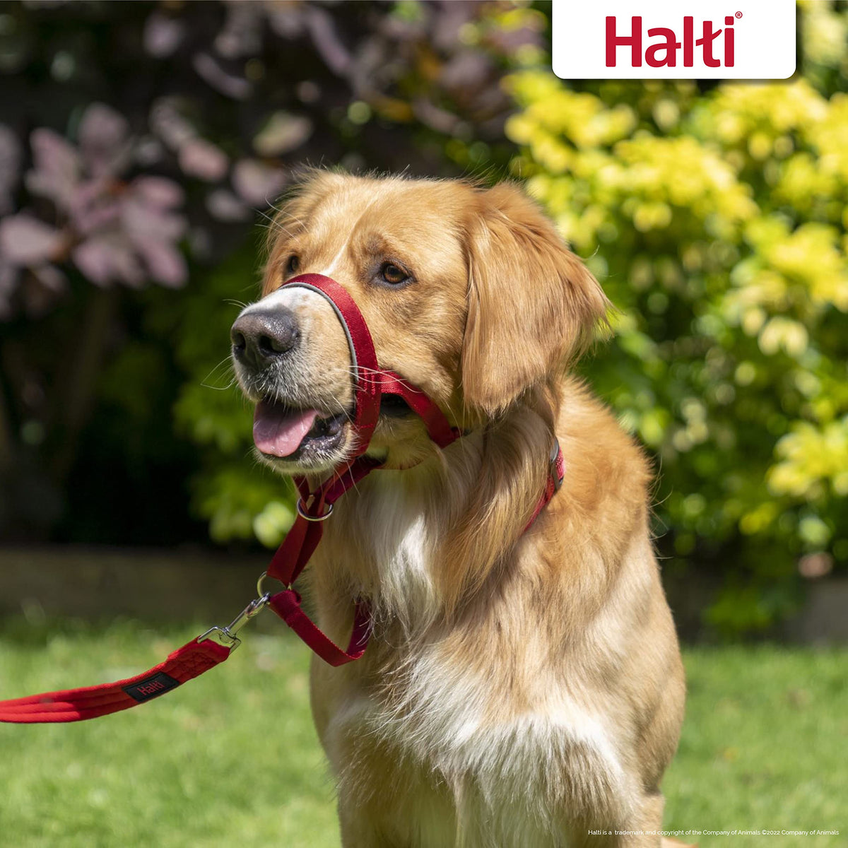 Halti Headcollar for Dogs | Size 3, Black
