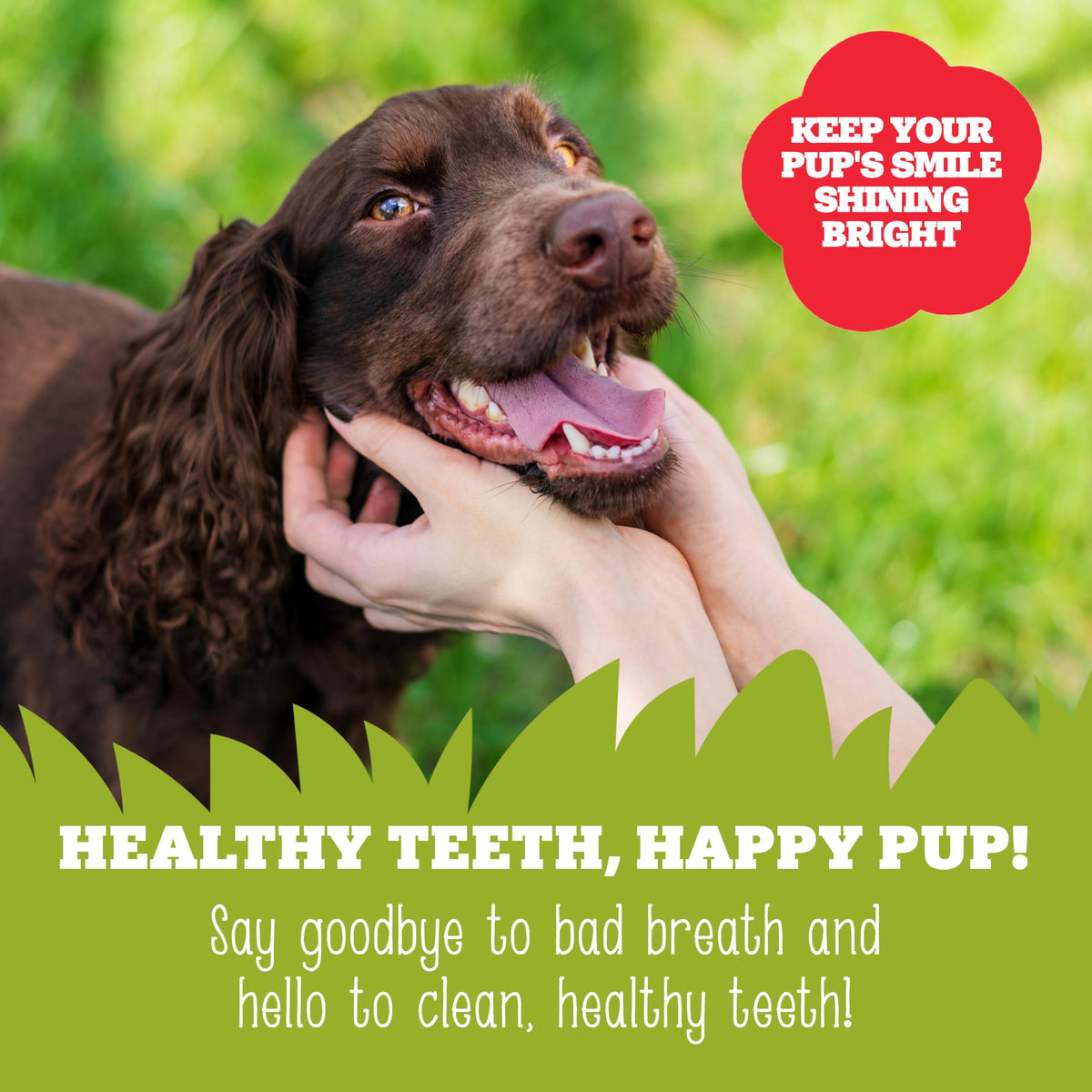 Soopa Carrot & Pumpkin Dog Dental Sticks, Chews to Clean Teeth, 100 g, 1-Pk