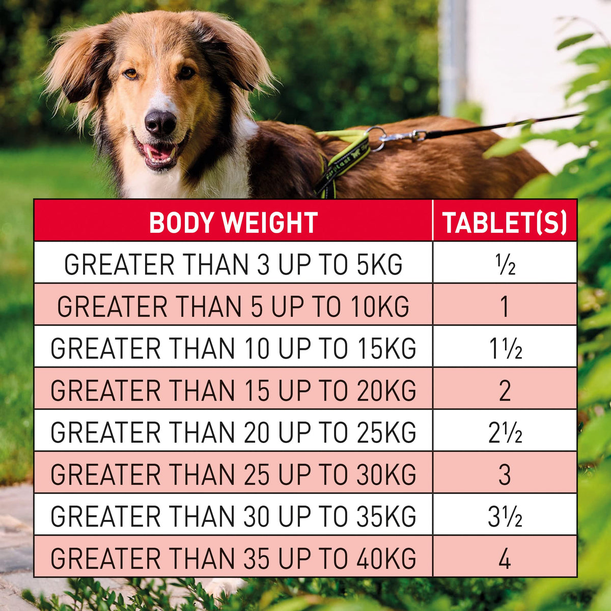 Beaphar - WORMclear® Tablets for Dogs up to 40kg - 4 Tablets - Kills All Common UK Intestinal Worms (Roundworms & Tapeworms) - Vet Strength Wormer - Pork-Flavoured - For dogs over 2 weeks old & 3kg