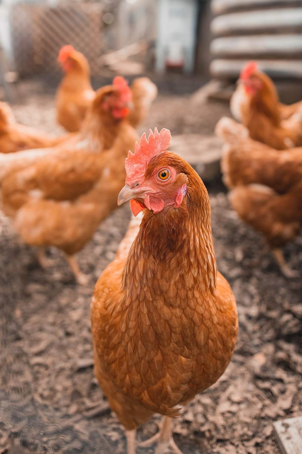 Allen & Page Complete Poultry Feed Layers Pellets 20kg