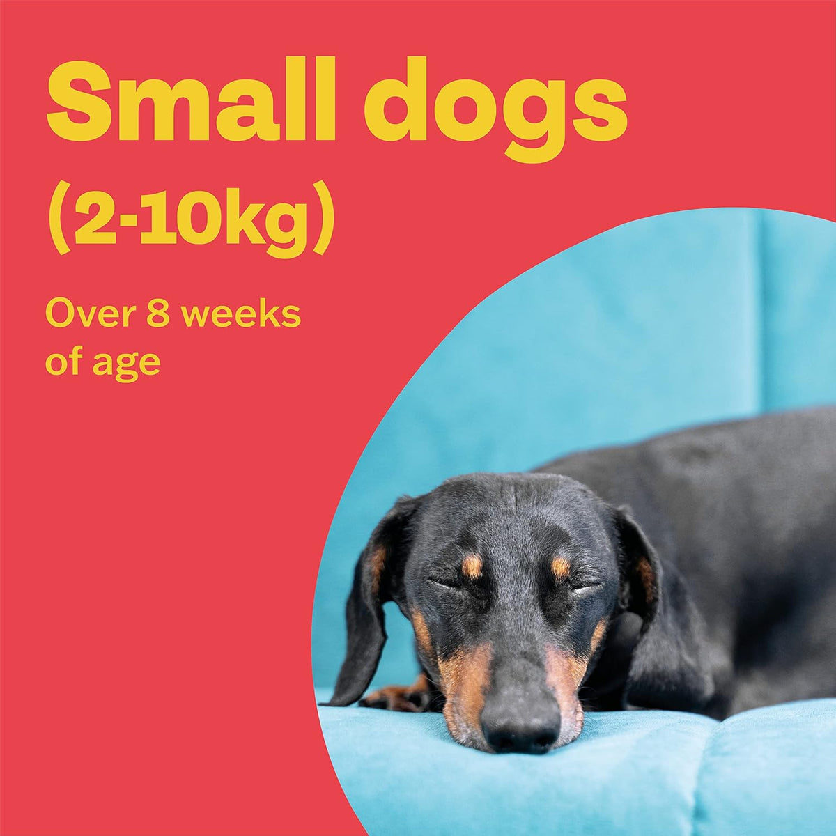 Bob Martin Clear Spot On Flea Treatment for Small Dogs (2-10kg) - Kills Fleas & Ticks (3 Pipettes)