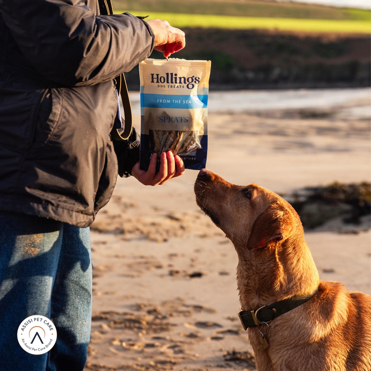Hollings Sprats Dog Treats, 100% Natural with Fresh Fish Air Dried Treats for Dogs, Hypoallergenic and Grain Free 100g (Pack of 10)