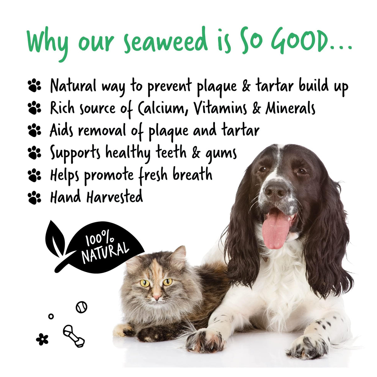 BUGALUGS Plaque Off Remover for Dog 70g Teeth & Bad Breath 100% Natural | Plaque Off Dogs No Need for Dog Toothbrush or Dog Toothpaste | Remove Dog Bad Breath & Plaque Remover for Dogs & Cats
