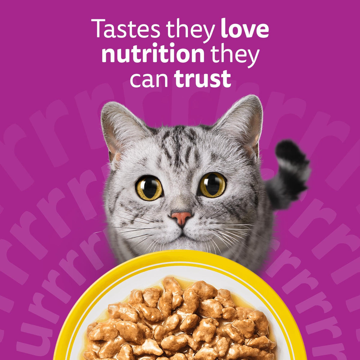 WHISKAS Adult Wet Cat Food in Jelly 40x85g Fish Favourites