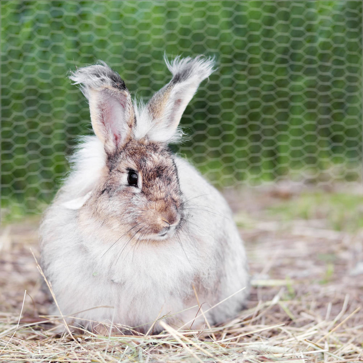 Chicken Wire,16M Wire Mesh Roll,Chicken Wire Mesh for Pet Rabbit Chicken Fencing