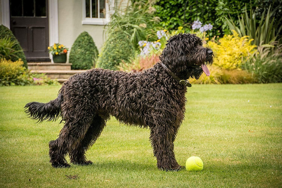 Petface Super Tennis Balls For Dogs, Throw and Fetch, Outdoor Exercise (Pack of 12)
