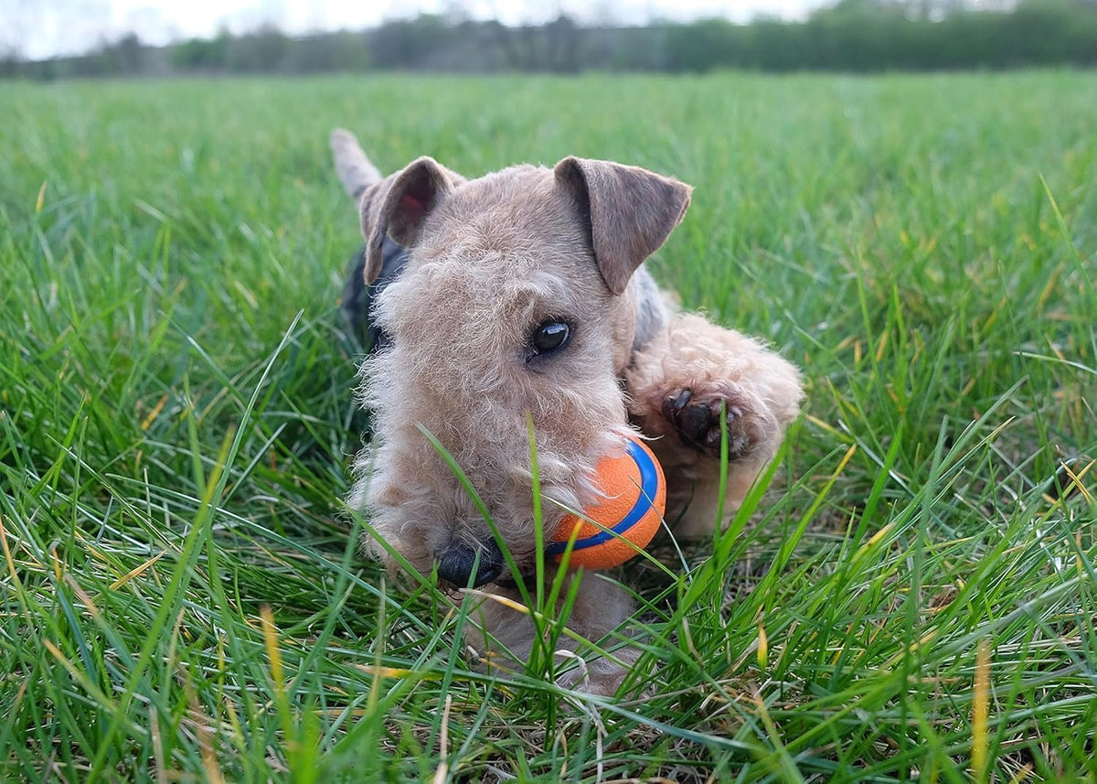 Chuckit! Ultra Ball Durable Rubber Dog Toy, Large, 7.3cm (2-Pack)