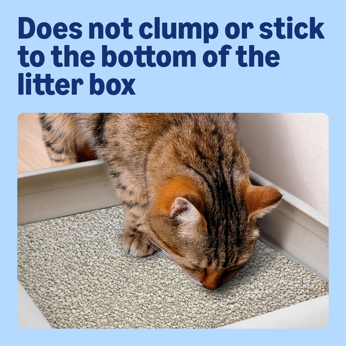 by Amazon Clumping Fine Unscented Cat Litter 10L (Pack of 1)