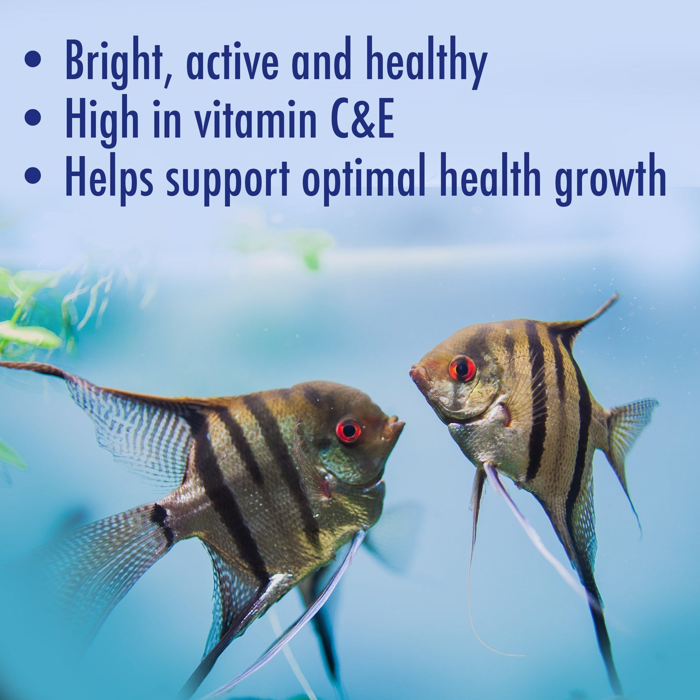 AQUARIAN Complete Nutrition, Aquarium Tropical & Temperate Fish Food Flakes, 50g Container