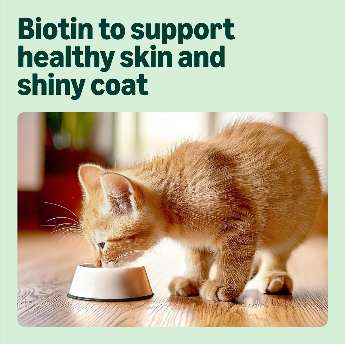 by Amazon Complete Wet Food for Kittens, Mixed Selection in Jelly, 1.2kg (12 pouches of 100g)