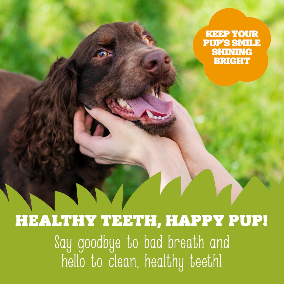 Soopa Carrot & Pumpkin Dog Dental Sticks, Chews to Clean Teeth, 100 g, 1-Pk