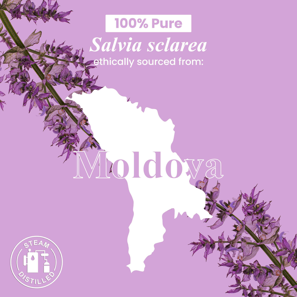 Handcraft Blends Clary Sage Essential Oil - 30 ml