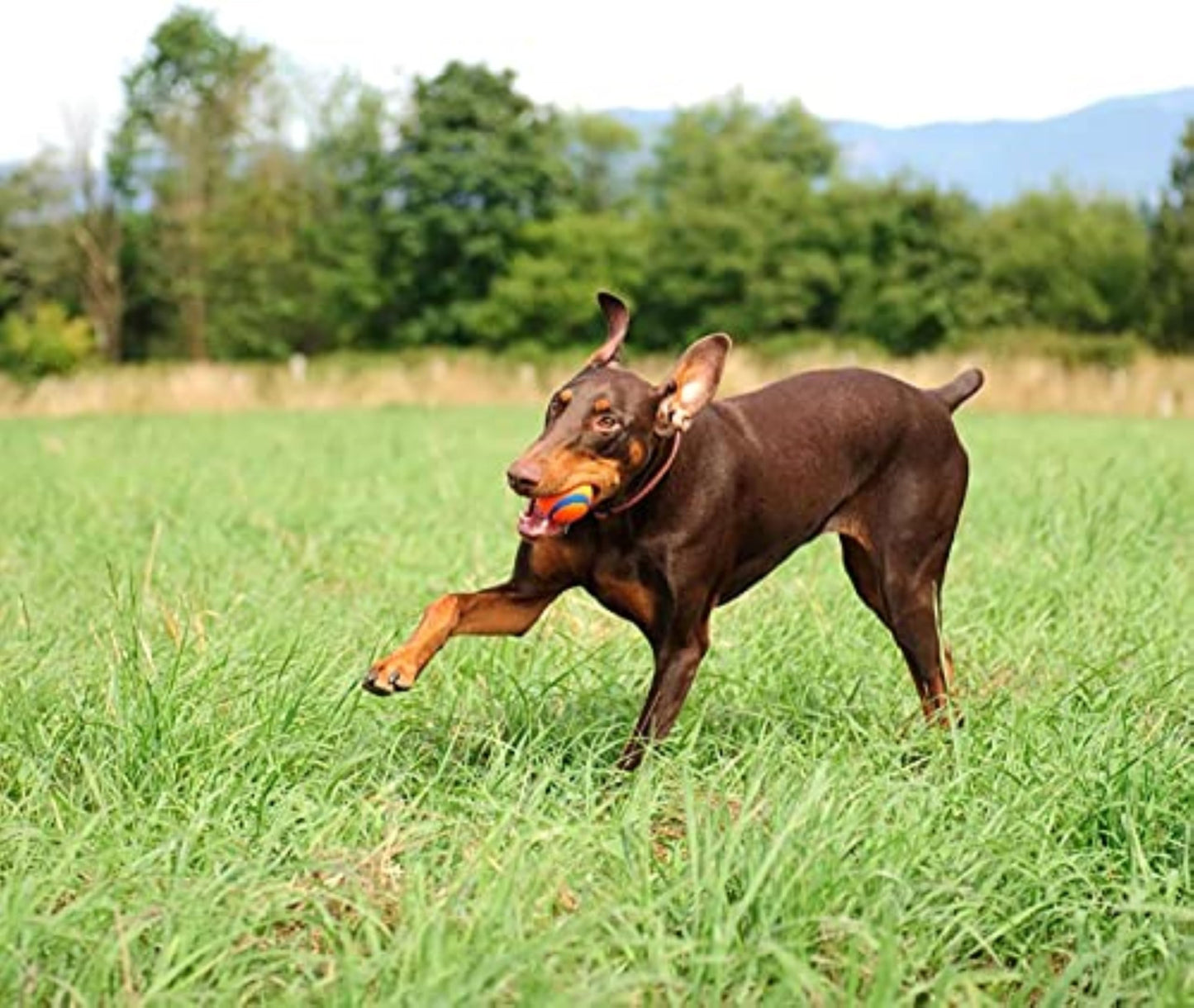 Chuckit! Ultra Ball, Durable High Bounce Rubber Dog Ball, Launcher Compatible, 2 Pack, Medium