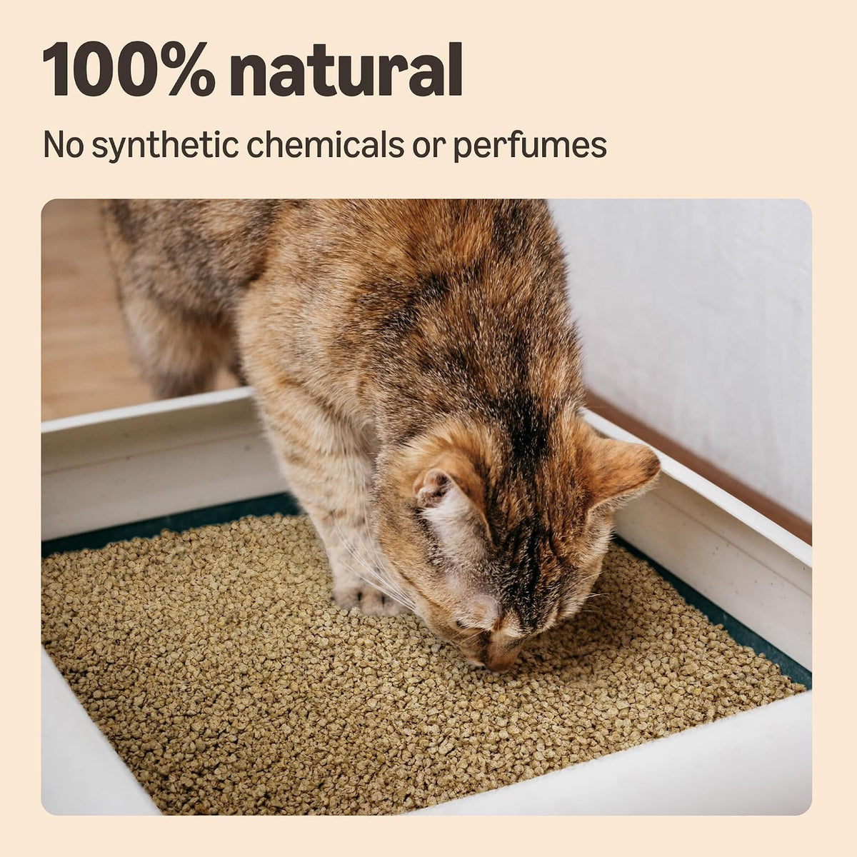 by Amazon Clumping Corn Cat Litter, Unscented, 10 L (Pack of 1) (Previously a Lifelong brand, same product)