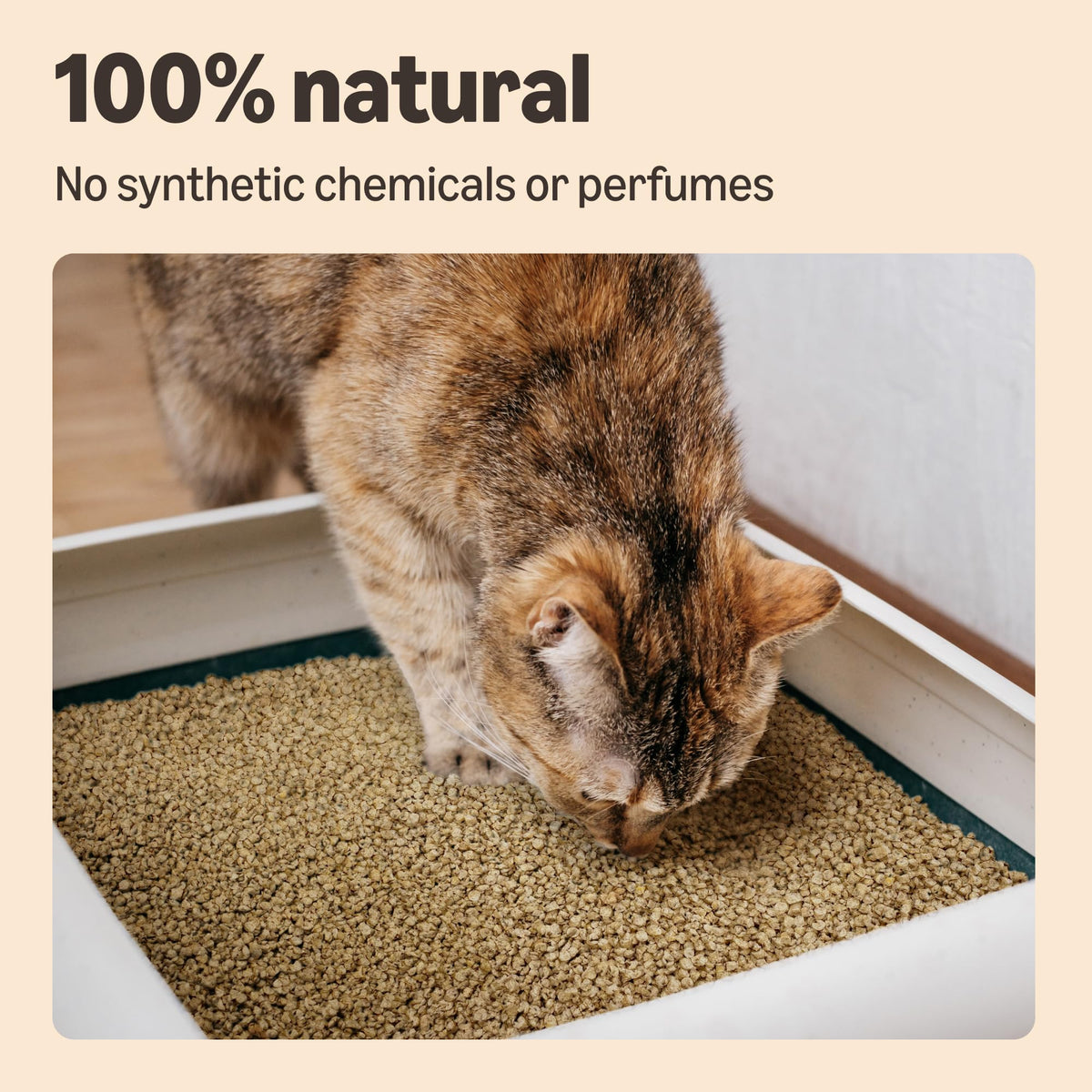 by Amazon Clumping Corn Cat Litter, Unscented, 10 L (Pack of 1) (Previously a Lifelong brand, same product)