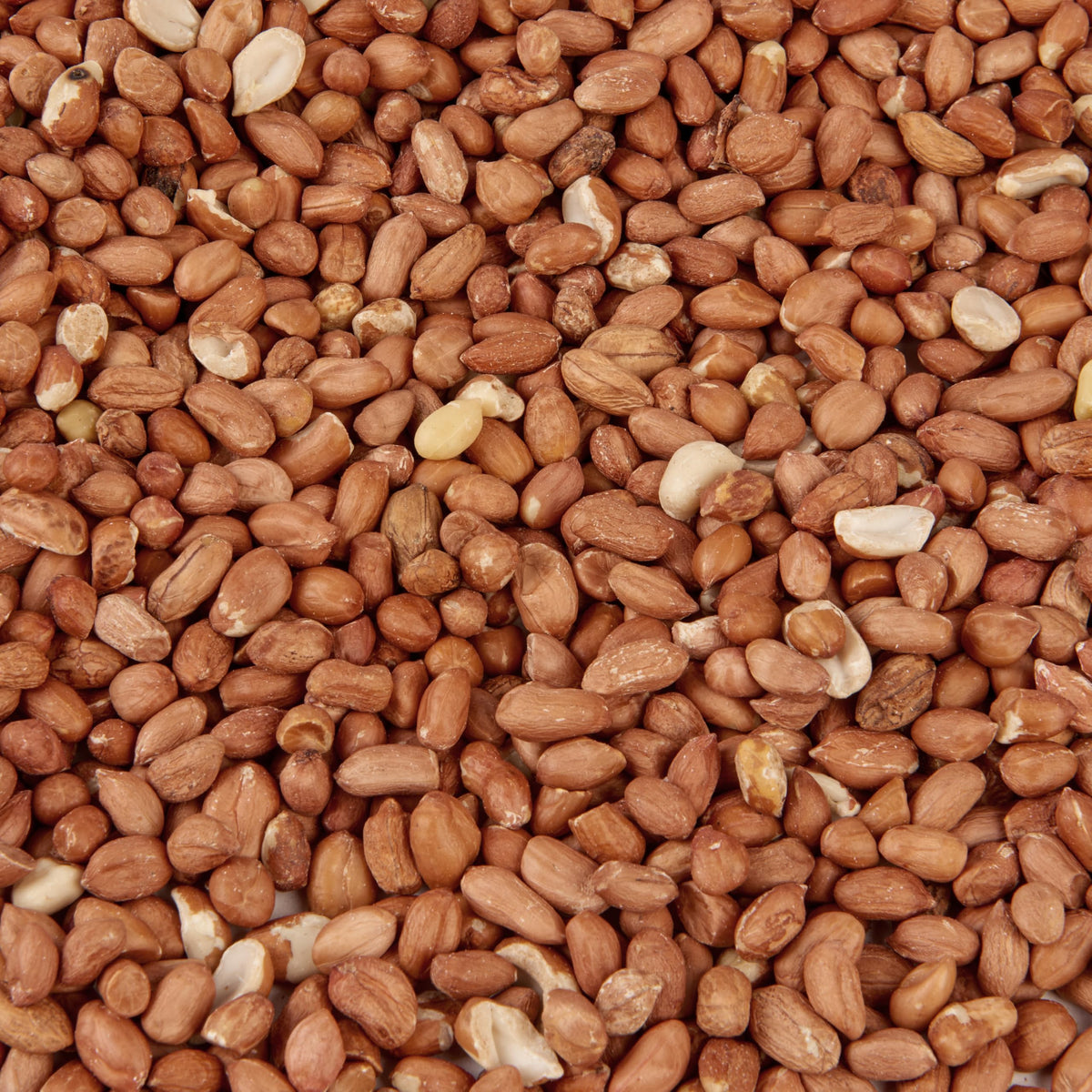 Peanut Kernels Wild Bird Food Seed, 5L Refill Bag