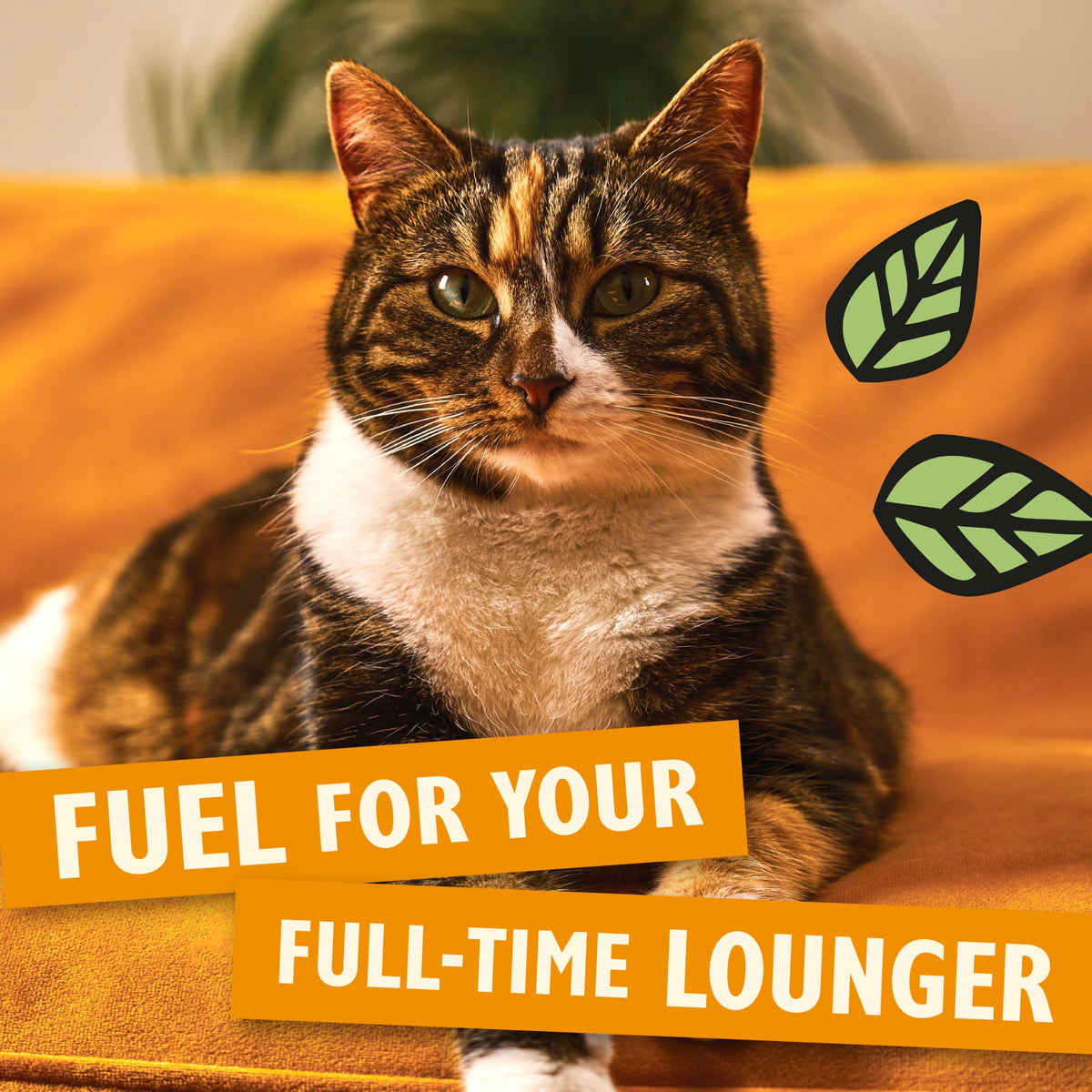 Lily’s Kitchen Chicken with Veggies, Complete, Adult Cat Dry Food (2kg), With Natural Ingredients, Grain-Free Recipe, Balanced Nutrition, Proper Kibble, Dry Cat Food Chicken