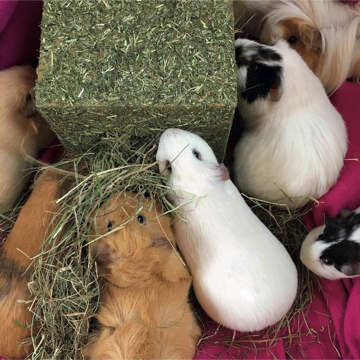 Rosewood Naturals I Love Hay Forage Cube, Small Animal Treat and Gnaw Toy for Rabbits, Guinea Pigs, Chinchillas, Degus, Hamsters, Gerbils, Mice and Rats - Medium (Pack of 2)