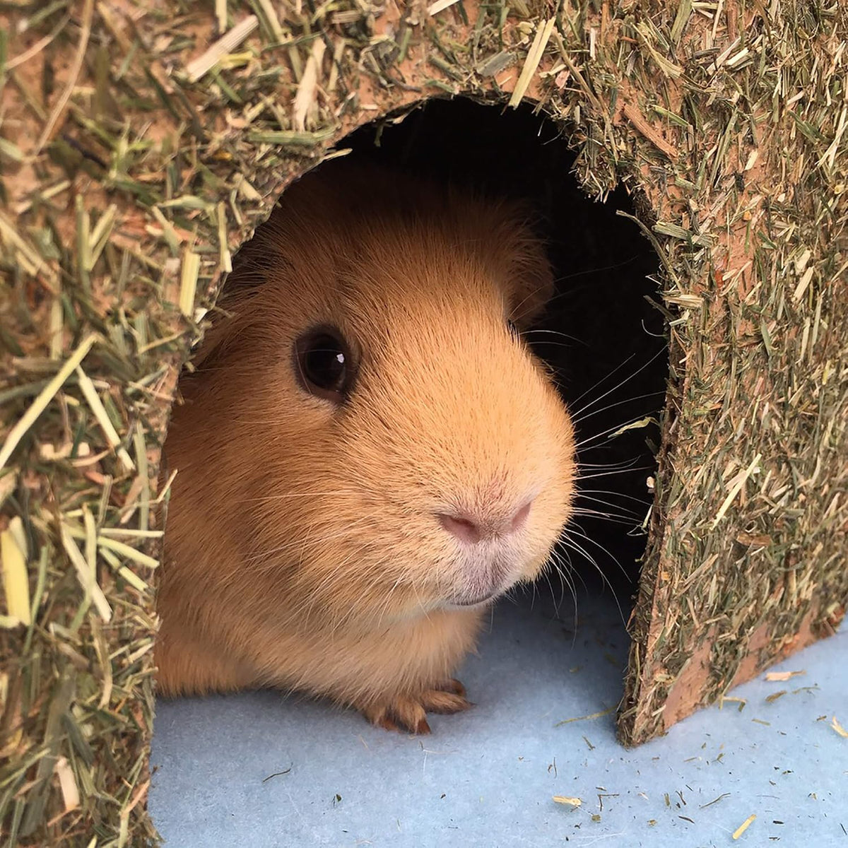 Rosewood Naturals Medium Carrot Cottage for Small Animals - Edible Toy, Hay House, Den and Hideout for Guinea Pigs, Chinchillas, Rats and Degus