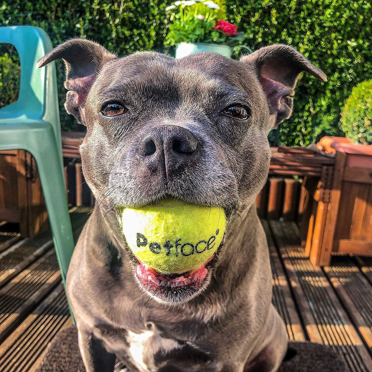 Petface Super Tennis Balls For Dogs, Throw and Fetch, Outdoor Exercise (Pack of 12)