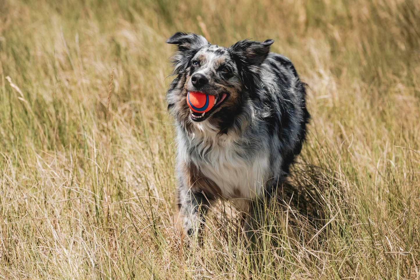 Chuckit! Ultra Ball, Durable High Bounce Rubber Dog Ball, Launcher Compatible, 2 Pack, Medium