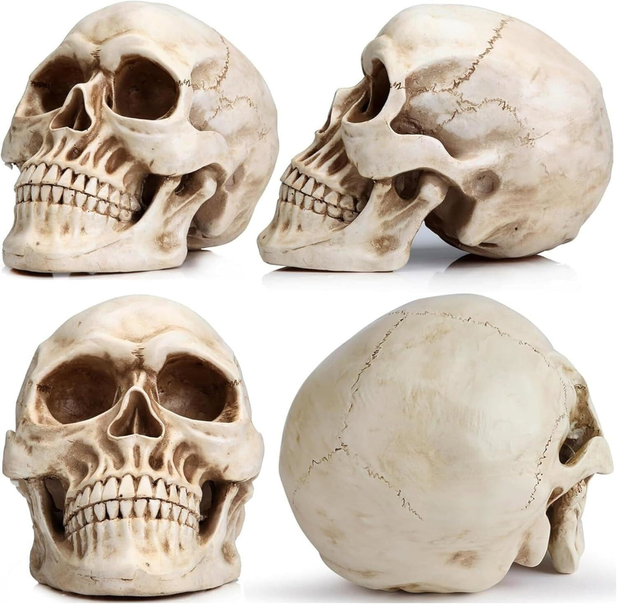 170cm Halloween Poseable Skeleton Full Life Size Human Skeleton Decoration Props