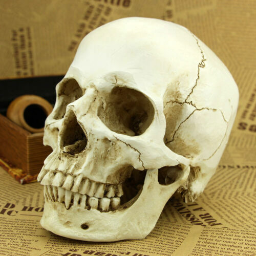 170cm Halloween Poseable Skeleton Full Life Size Human Skeleton Decoration Props
