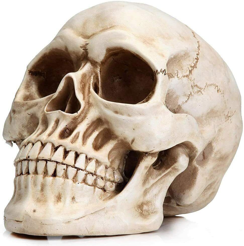 170cm Halloween Poseable Skeleton Full Life Size Human Skeleton Decoration Props