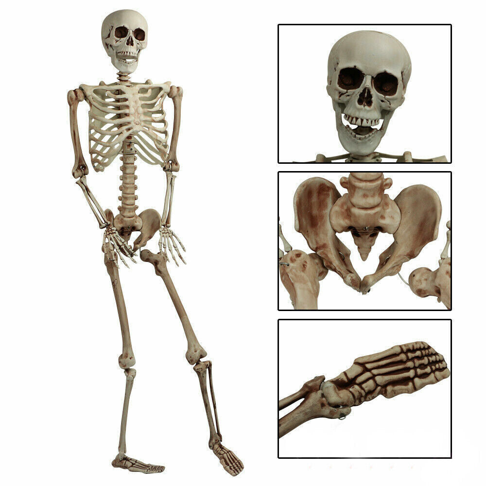 170cm Halloween Poseable Skeleton Full Life Size Human Skeleton Decoration Props